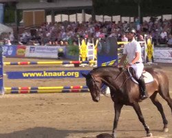 jumper Bmc Veyron (KWPN (Royal Dutch Sporthorse), 2002, from Indoctro)