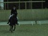 dressage horse Dark Night 2 (German Riding Pony, 2005, from Diadoche S)