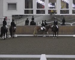 Zuchtstute Lizzy (Tinker / Irish Cob / Gypsy Vanner, 2008)