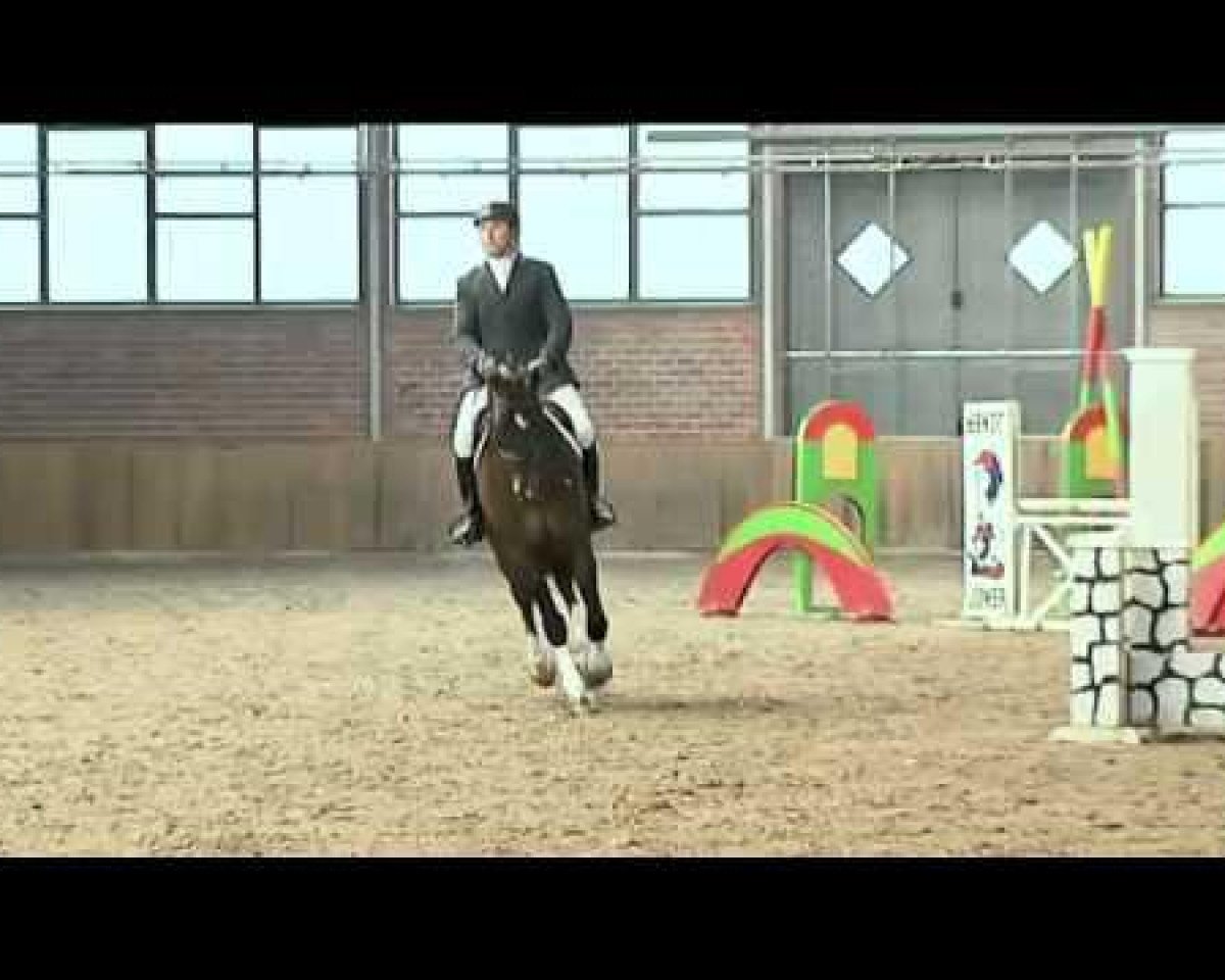 stallion Captain Morgan 4 (Hanoverian, 2007, from Cassini II)