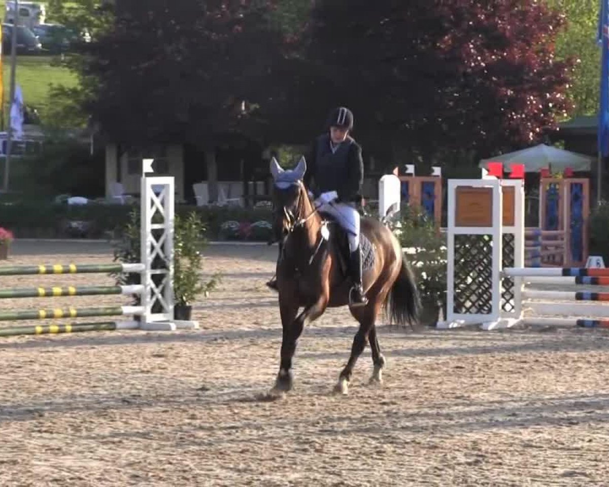 broodmare Cool Chica (Westphalian, 2007, from Christiano)