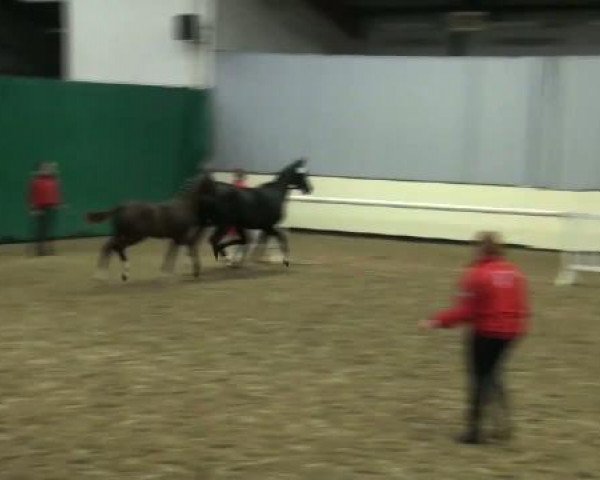 dressage horse Belsazar (Westphalian, 2011, from Blickpunkt 4)