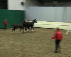 dressage horse Belsazar (Westphalian, 2011, from Blickpunkt 4)