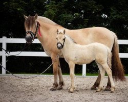 horse Jamaika von der Marien-Quelle (Fjord Horse, 2021, from Isko)