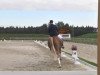 dressage horse Samarkant 5 (Oldenburg, 2007, from Sterntänzer)