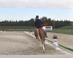 dressage horse Samarkant 5 (Oldenburg, 2007, from Sterntänzer)