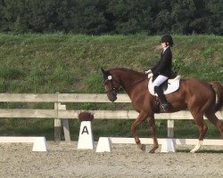 dressage horse Luberon 2 (Württemberger, 2007, from Londonderry)