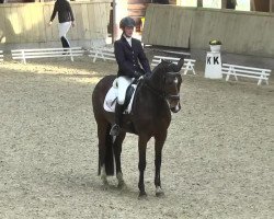 dressage horse Capri 94 (Württemberger, 2007, from Colman)