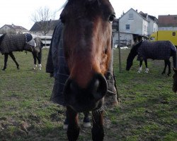 dressage horse Colani 60 (Oldenburg, 2008, from Collado)