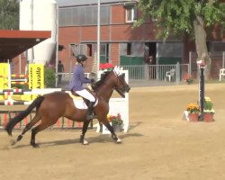 jumper Grandcru van 't Smeedshof (Belgian Warmblood, 2006, from Calato)