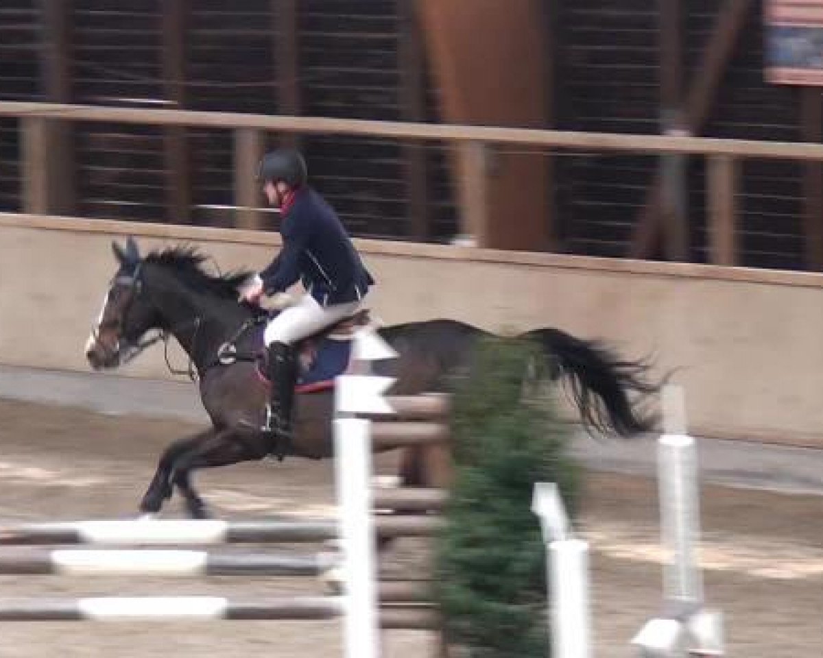 broodmare Marina (German Warmblood, 1997, from Graphitan)