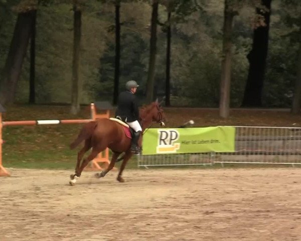 Springpferd Watch Me IV (Koninklijk Warmbloed Paardenstamboek Nederland (KWPN), 2003, von Kojak)