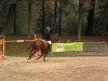 jumper Watch Me IV (KWPN (Royal Dutch Sporthorse), 2003, from Kojak)