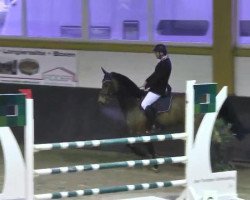 jumper Brandon 9 (KWPN (Royal Dutch Sporthorse), 2006, from Kojak)