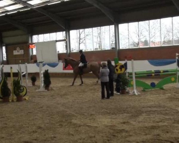 jumper Colorado 185 (German Warmblood, 2005, from Corde Lamour)