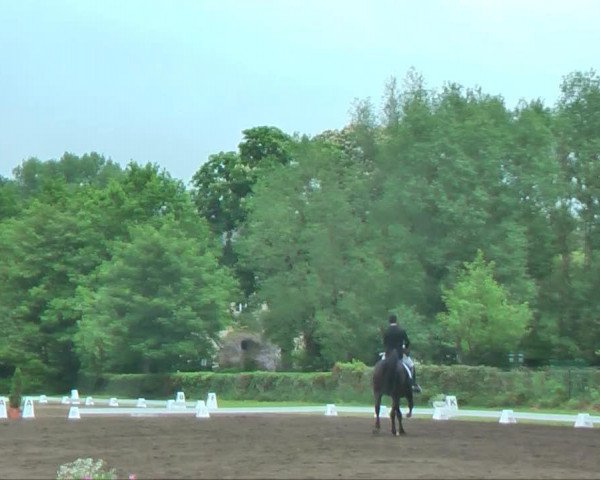 dressage horse Sympatico 29 (Westphalian, 2003, from Sir Bedo)