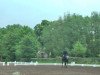 dressage horse Sympatico 29 (Westphalian, 2003, from Sir Bedo)