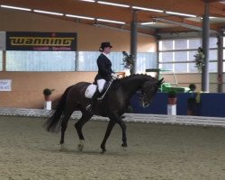 dressage horse Rocky Balboa 27 (Westphalian, 2007, from Rock Forever NRW)