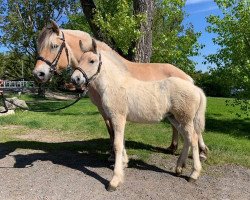 horse Gipsy von der Marien-Quelle (Fjord Horse, 2021, from Isko)