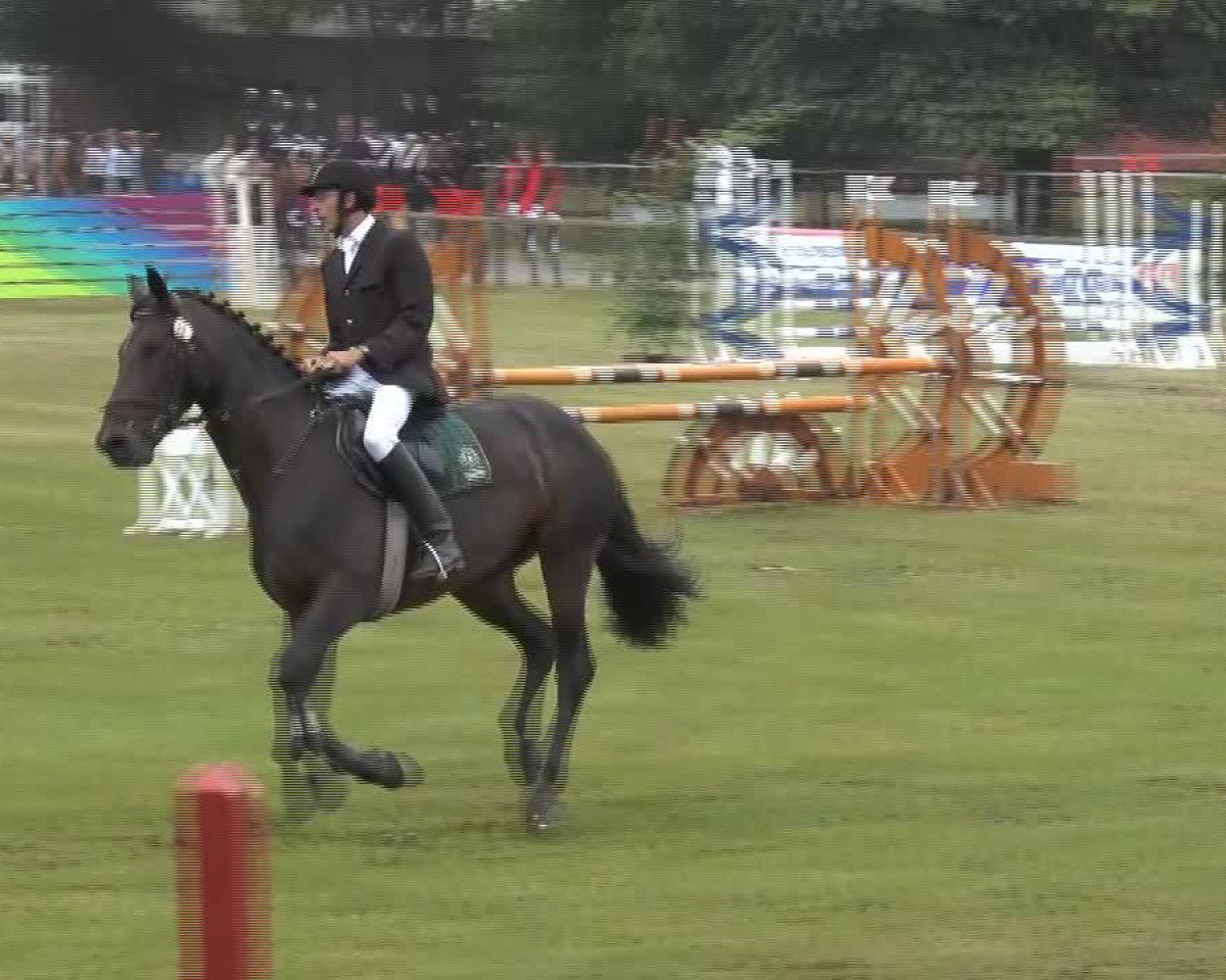 jumper Anneka 2 (Oldenburg show jumper, 2006, from Albatros 86)