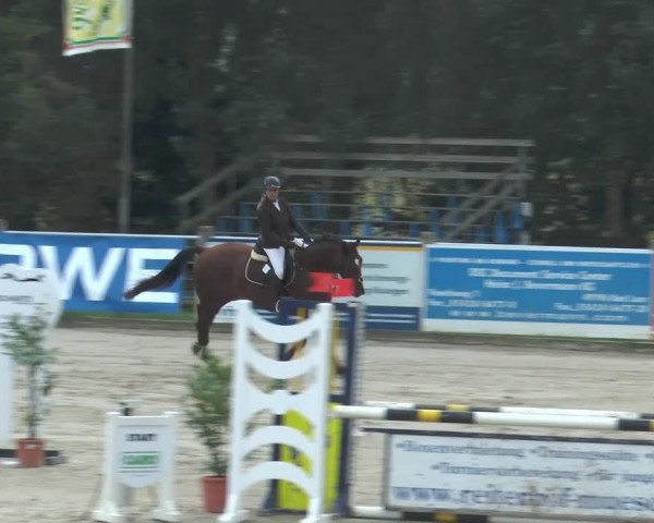 jumper Lois 5 (German Warmblood, 2007, from Pumped Up Kicks)