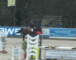 jumper Lois 5 (German Warmblood, 2007, from Pumped Up Kicks)