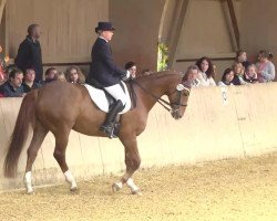 dressage horse Garland 3 (Württemberger, 1997, from Gardez)