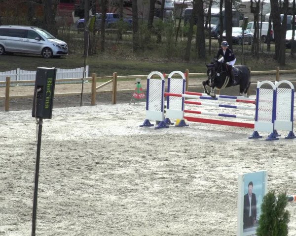 FEI Reitturnier Westergellersen (GER) 2021