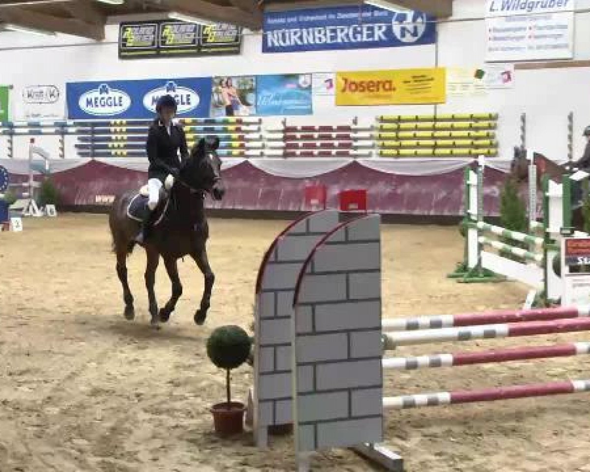 jumper Linaro 37 (German Sport Horse, 2005, from Lefevre)