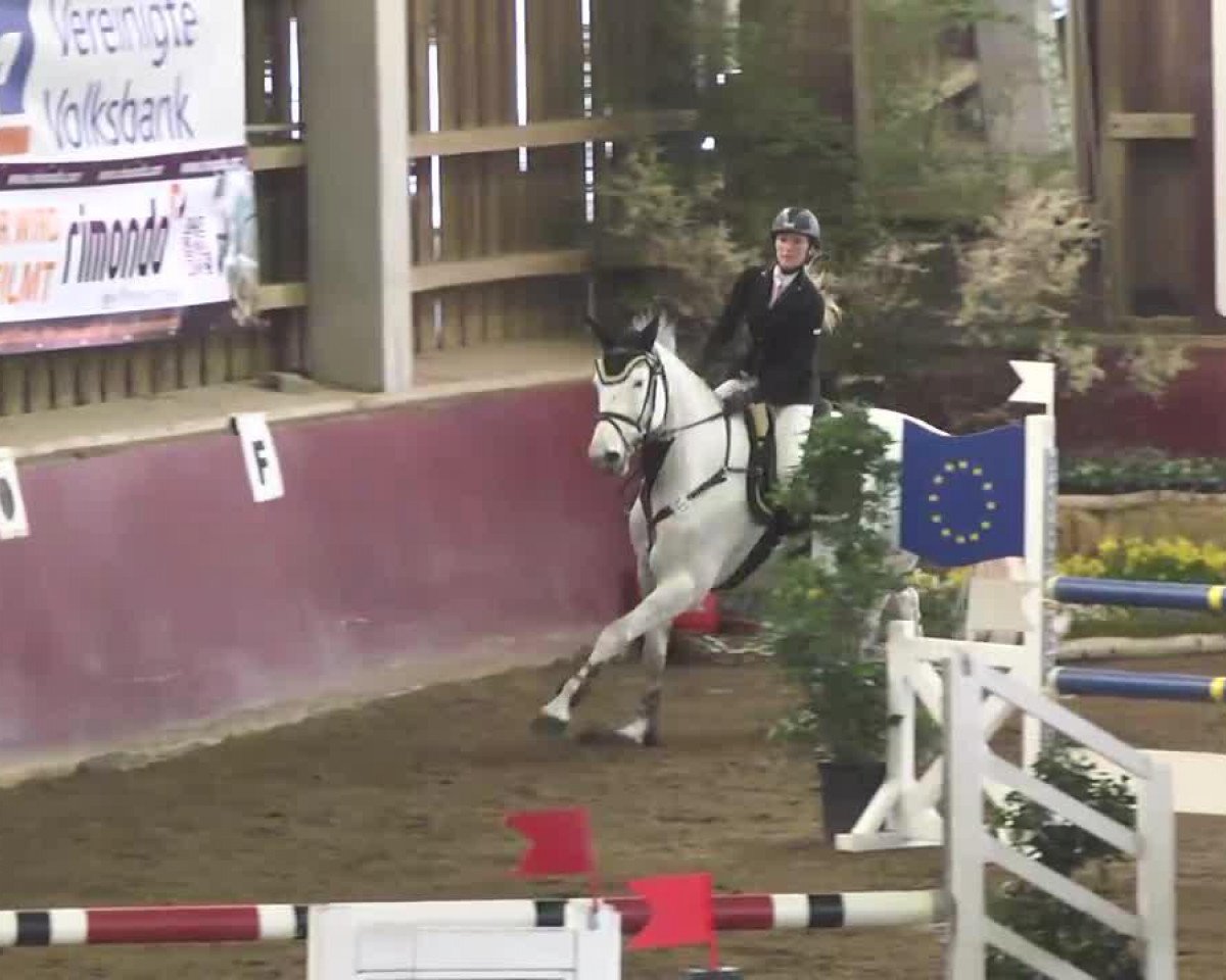 Zuchtstute Zanzara 6 (KWPN (Niederländisches Warmblut), 2004, von Silverstone)