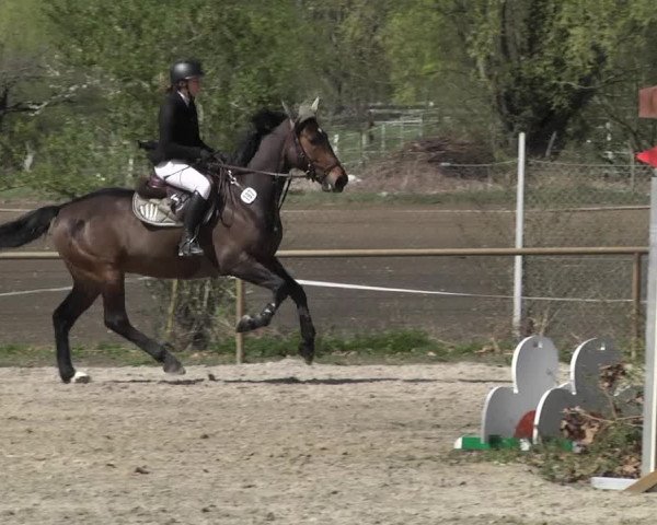 Reitturnier Lampertheim 2021
