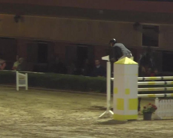 jumper Subito 24 (Hanoverian, 2000, from Stakkato)