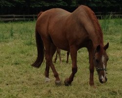 broodmare Welfenkrone (Hanoverian, 1990, from Weltmeyer)