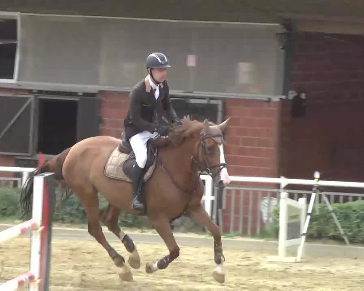 broodmare Flash Rouge 3 (Hanoverian, 2003, from For Feeling)