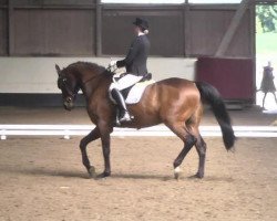 dressage horse Henri 14 (Württemberger, 2002, from Heraldik xx)