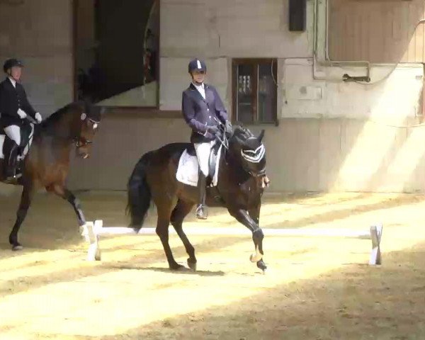 dressage horse Aragon 409 (Württemberger, 2007, from Alassio's Boy)