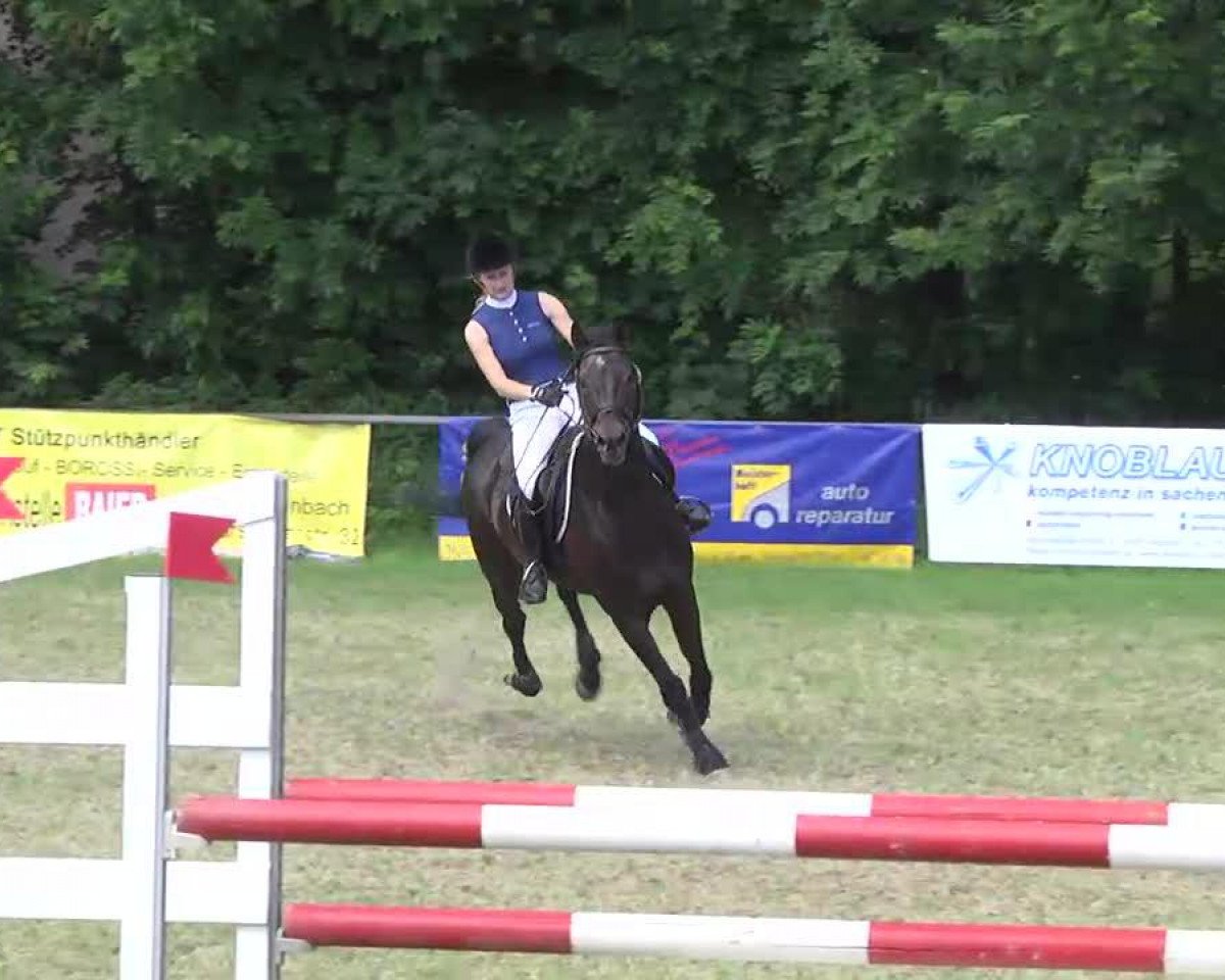 Springpferd Peter Pan 95 (Trakehner, 1996, von Hand in Glove xx)