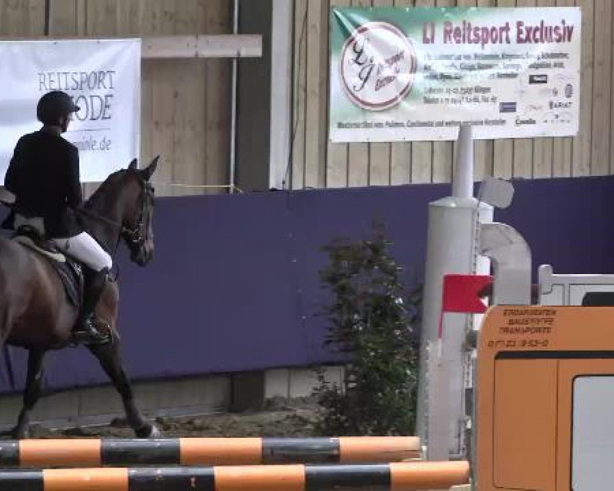 broodmare Claire 92 (Oldenburg, 2003, from Couleur Rubin)