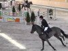 jumper El Bandy 4 (Hanoverian, 2006, from El Bundy)