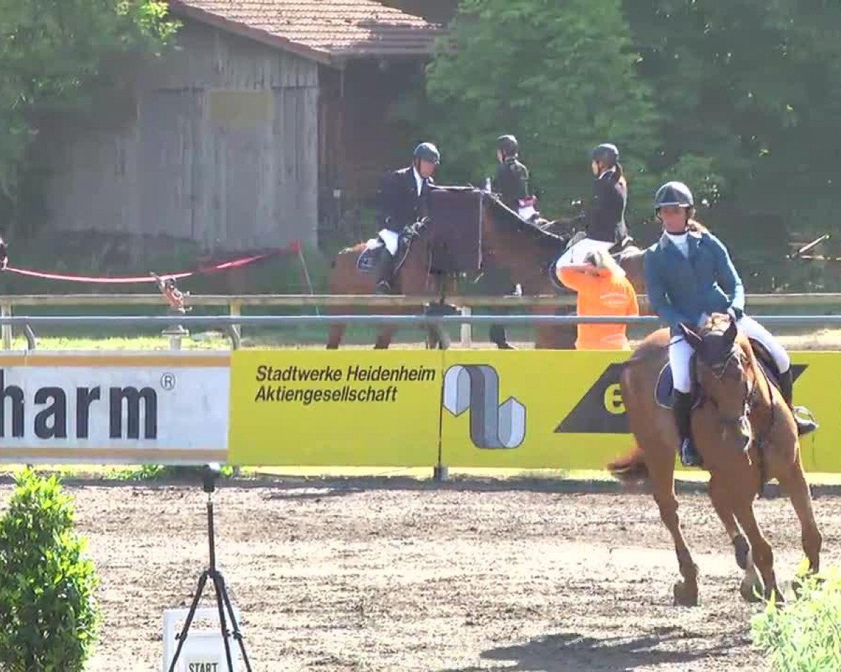 Springpferd Charles 70 (Holsteiner, 2006, von Coriano)