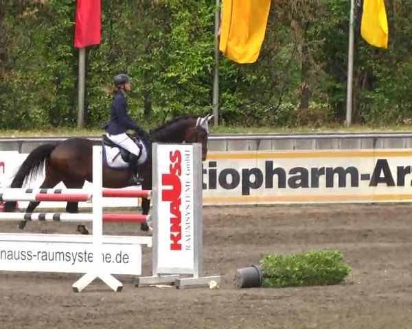 jumper Speedy 376 (German Warmblood, 2006, from Syndikat)