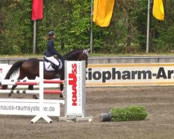 jumper Speedy 376 (German Warmblood, 2006, from Syndikat)