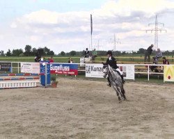 jumper Cantuccina 2 (German Sport Horse, 2007, from Calido I)