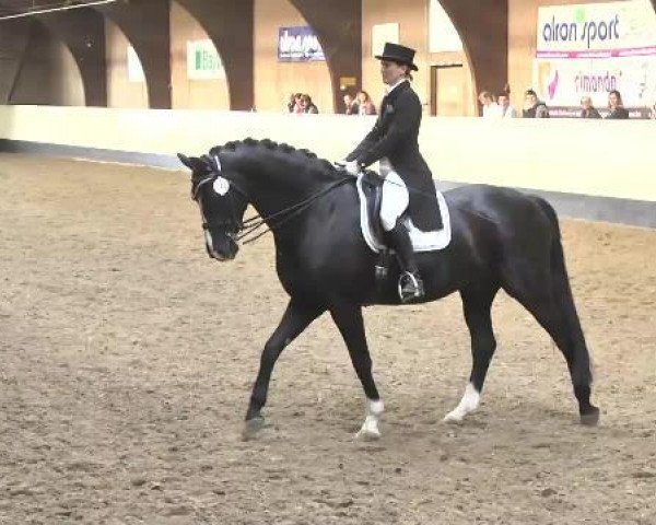 dressage horse Galido 8 (Württemberger, 2000, from Gardez)