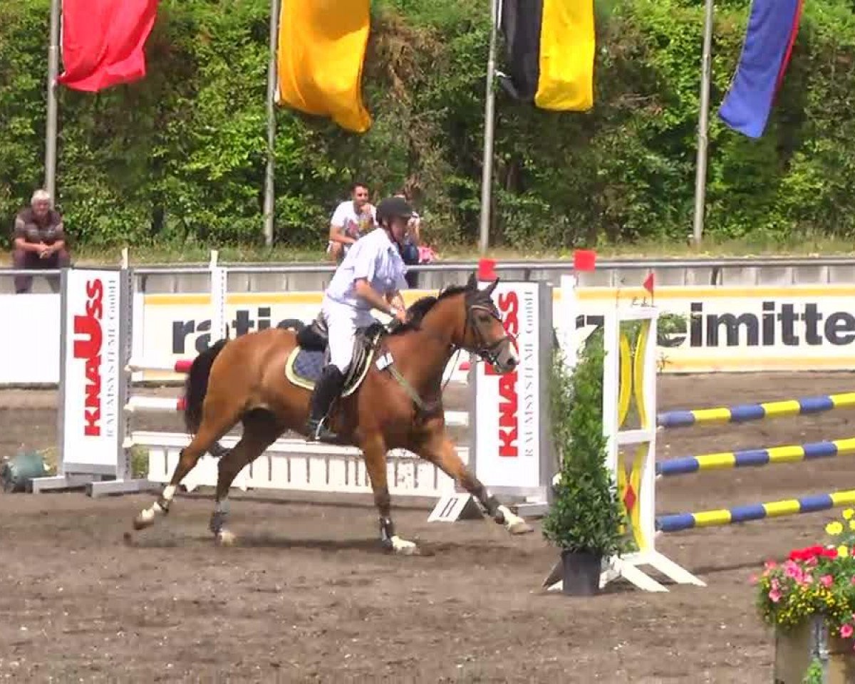 Springpferd Acordino (Württemberger, 2006, von Acordelli)