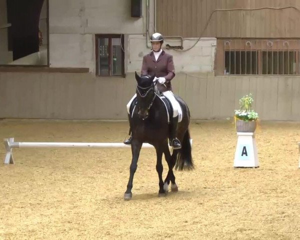 dressage horse Romeo 626 (Württemberger, 2001, from Riccione)