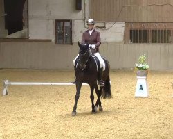 dressage horse Romeo 626 (Württemberger, 2001, from Riccione)