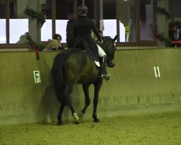 dressage horse Rothschild 13 (Hanoverian, 2002, from Rohdiamant)