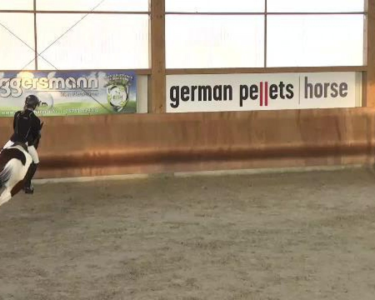 Springpferd Rob 7 (unbekannt, 2002)