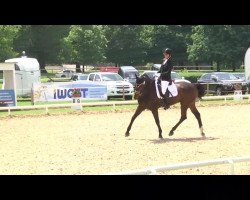 dressage horse de Nira 14 (Württemberger, 2004, from Denaro)